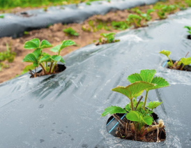 Plastico Mulch